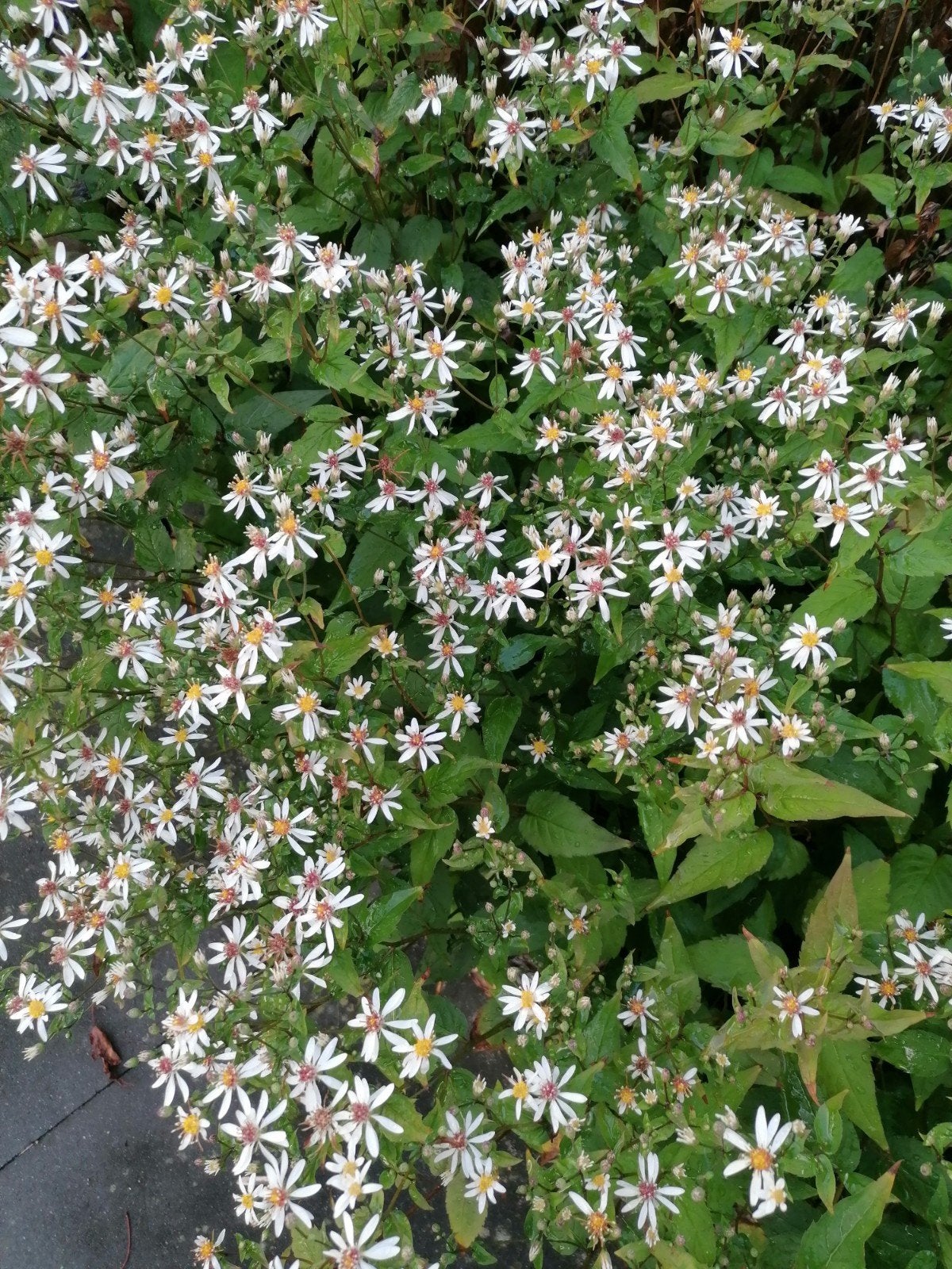 Witte Aster - Vaste plant voor tuin en border, Tuin en Terras, Planten | Tuinplanten, Volle zon, Vaste plant, Herfst, Ophalen