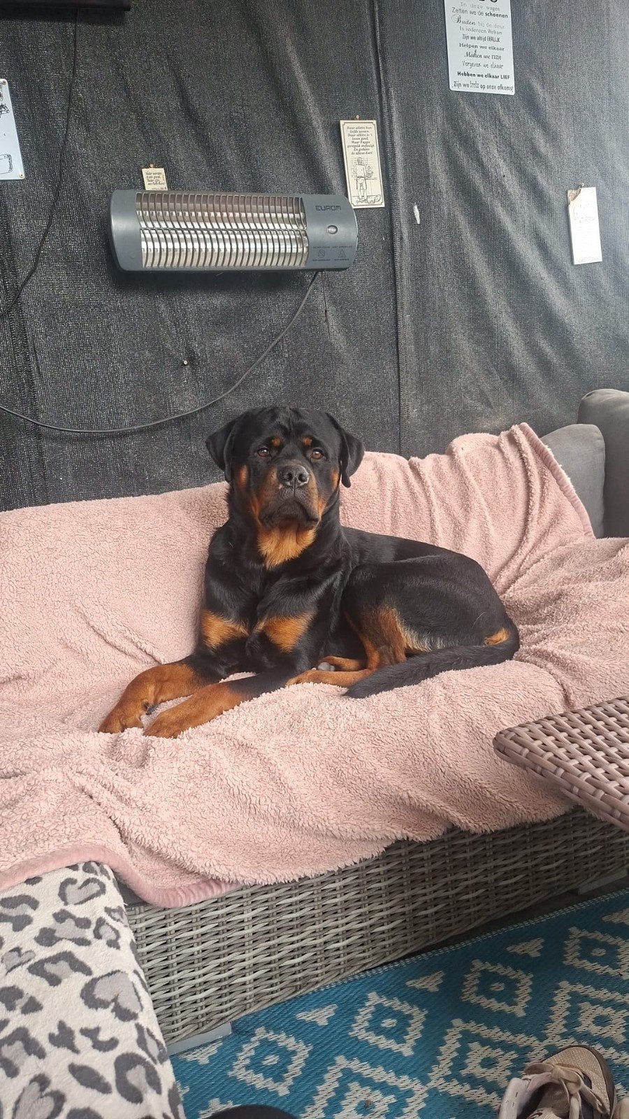 Rottweiler reu, 15 weken tot 1 jaar, Reu, Eén hond, Nederland