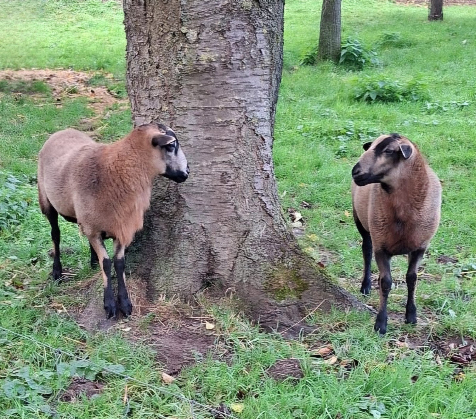 maasduinen dekram, Mannelijk, Schaap, 0 tot 2 jaar