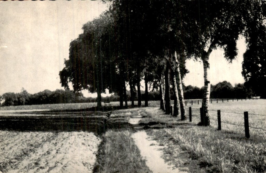 Aalten - Bomenlaan - Zandpad, Ophalen of Verzenden, 1940 tot 1960, Gelopen, Gelderland