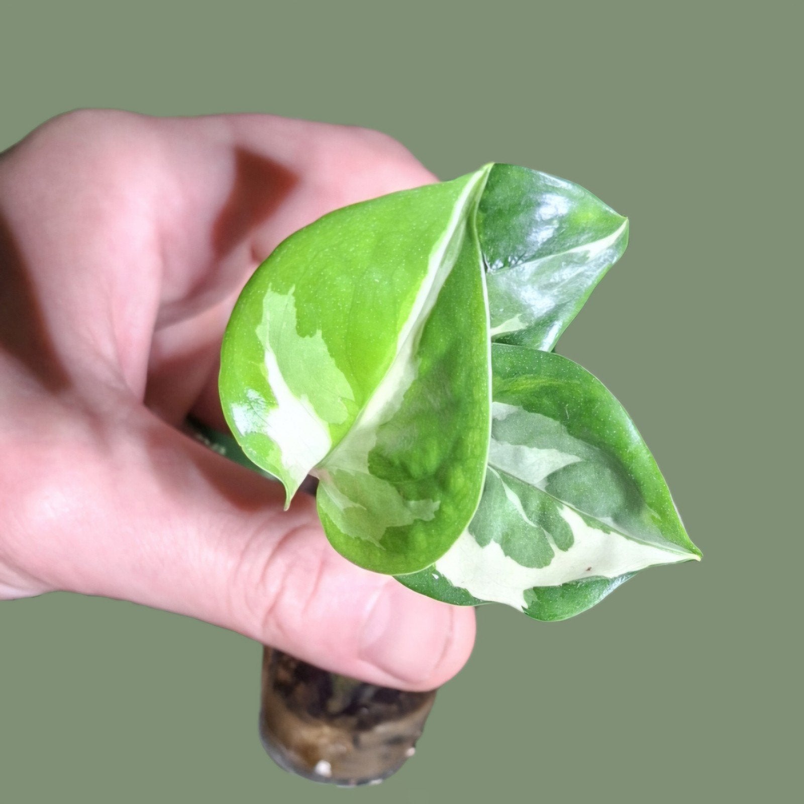 Epipremnum njoy, Ophalen, Halfschaduw, Minder dan 100 cm