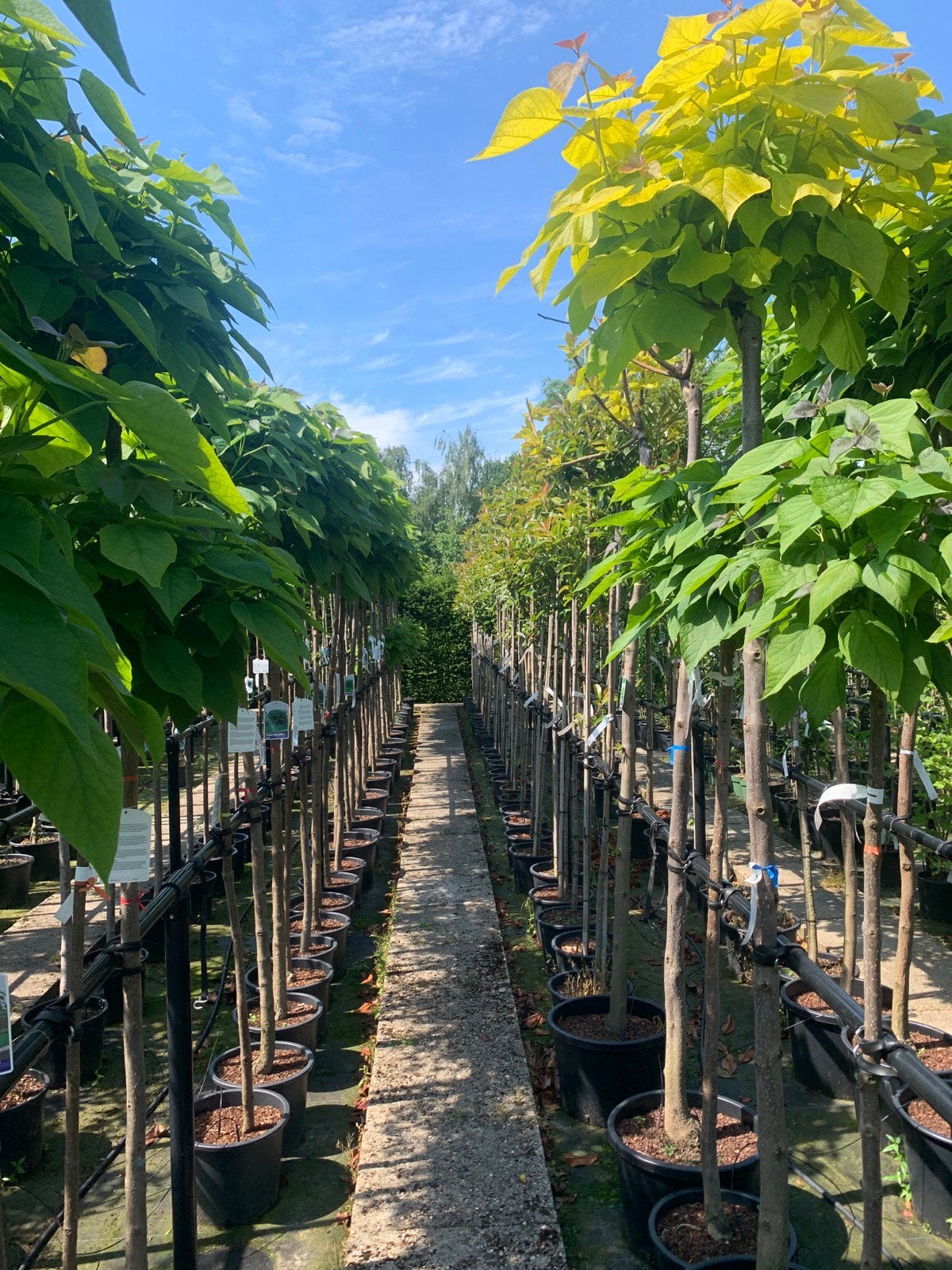 Bol catalpa, bol acasia, bol esdoorn, bol sierkers etc., Tuin en Terras, 100 tot 250 cm, Zomer, Ophalen, Volle zon