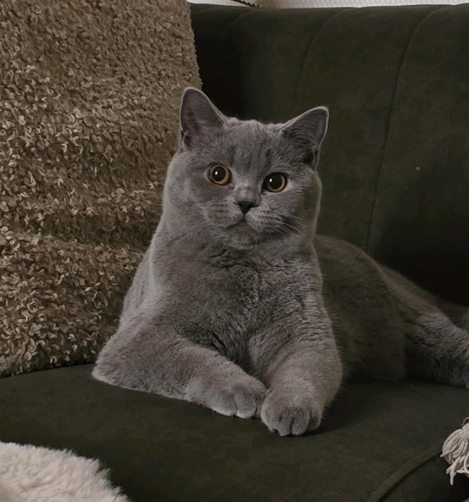Britse korthaar Kater te koop!, Dieren en Toebehoren, Katten en Kittens | Raskatten | Korthaar, Kater, Gechipt