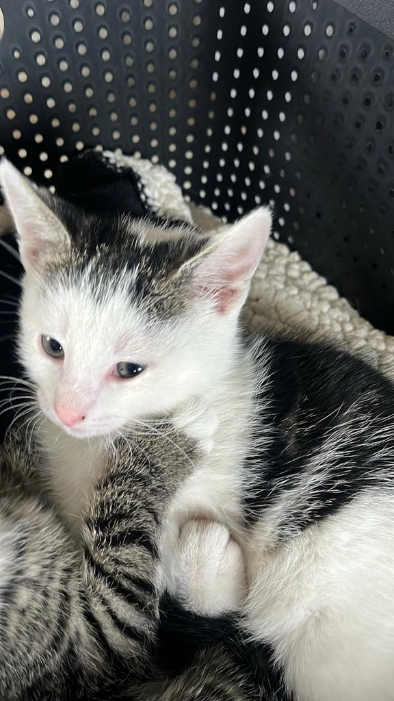 Kitten 75,-, Dieren en Toebehoren, Katten en Kittens | Overige Katten, Poes