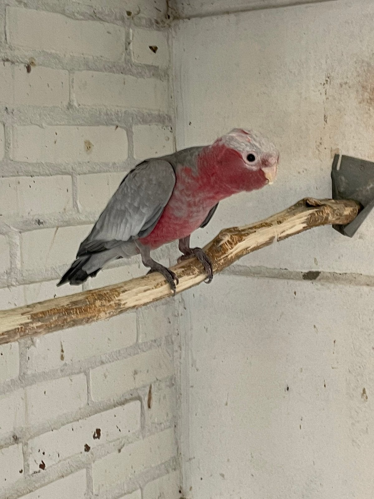 Jonge rosé kaketoe, Geslacht onbekend, Papegaai