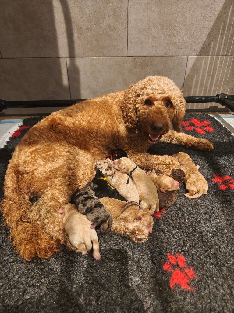 Australian Bernedoodle Medium pups, Dieren en Toebehoren, Honden | Retrievers, Spaniëls en Waterhonden, Parvo, Overige rassen