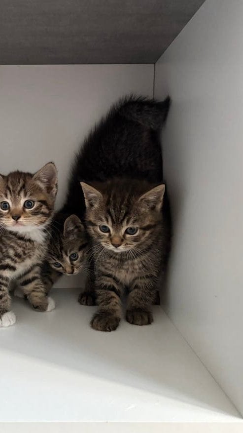 Half Britse Korthaar kittens beschikbaar, Dieren en Toebehoren, Katten en Kittens | Raskatten | Korthaar, Meerdere dieren, Ontwormd