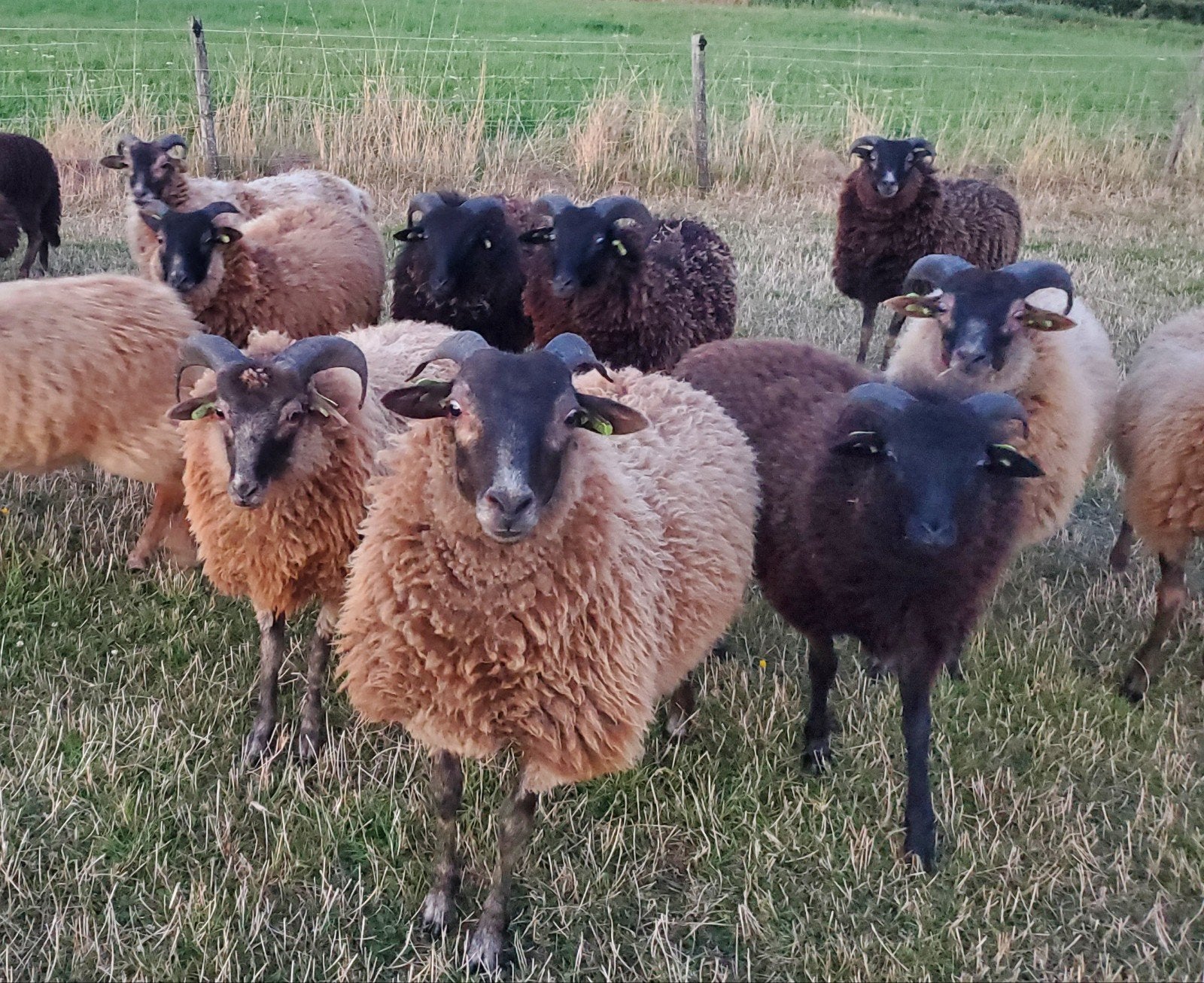 Gezocht: dekram drents heideschaap, Dieren en Toebehoren, Schapen, Geiten en Varkens, Mannelijk, Schaap