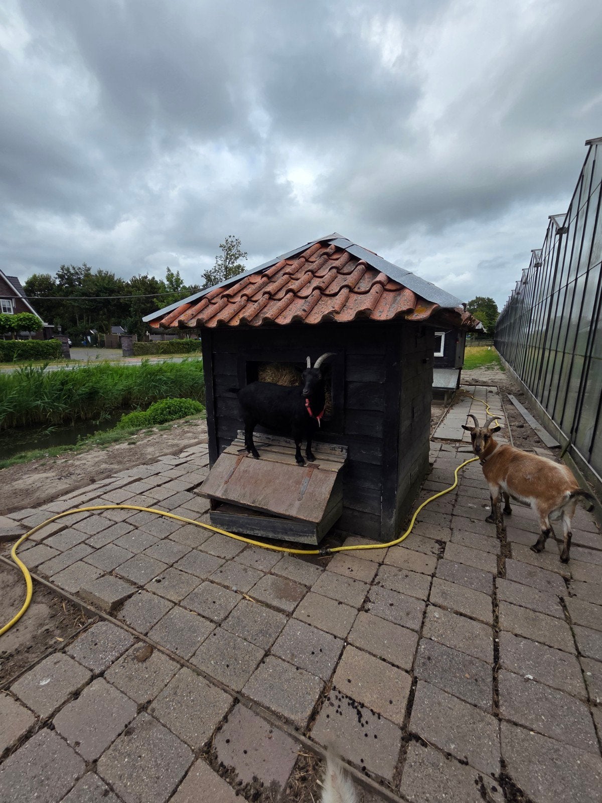 Geitenhok te koop, Dieren en Toebehoren, Schapen, Geiten en Varkens, Vrouwelijk, Geit