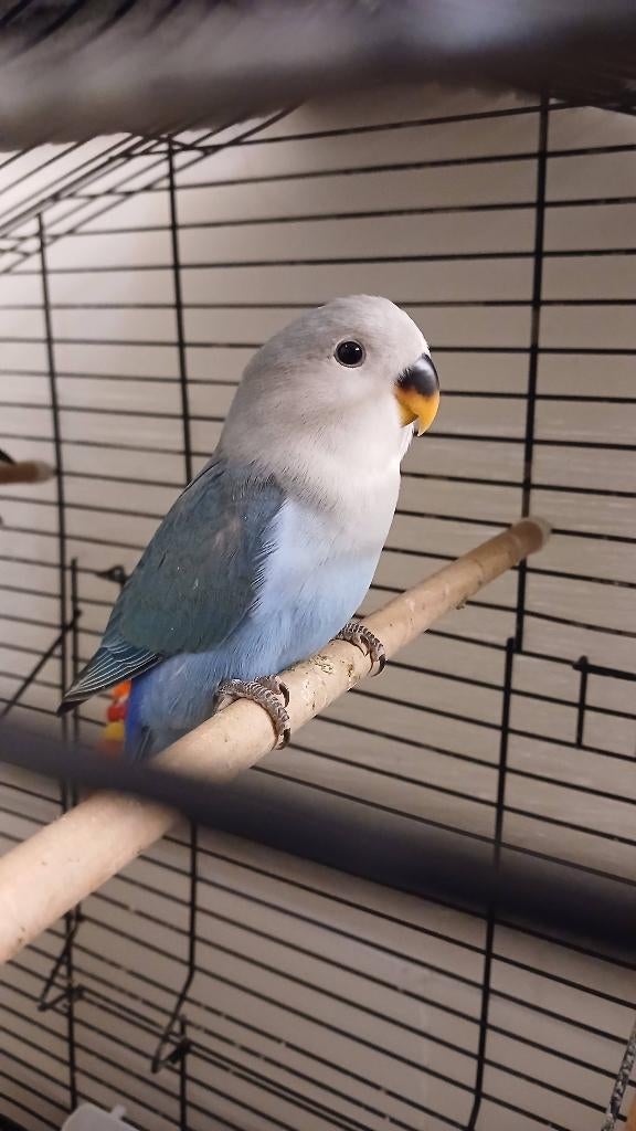 Argapornis/ Dwergpapegaai 2 kleintjes te koop, Geslacht onbekend, Tam