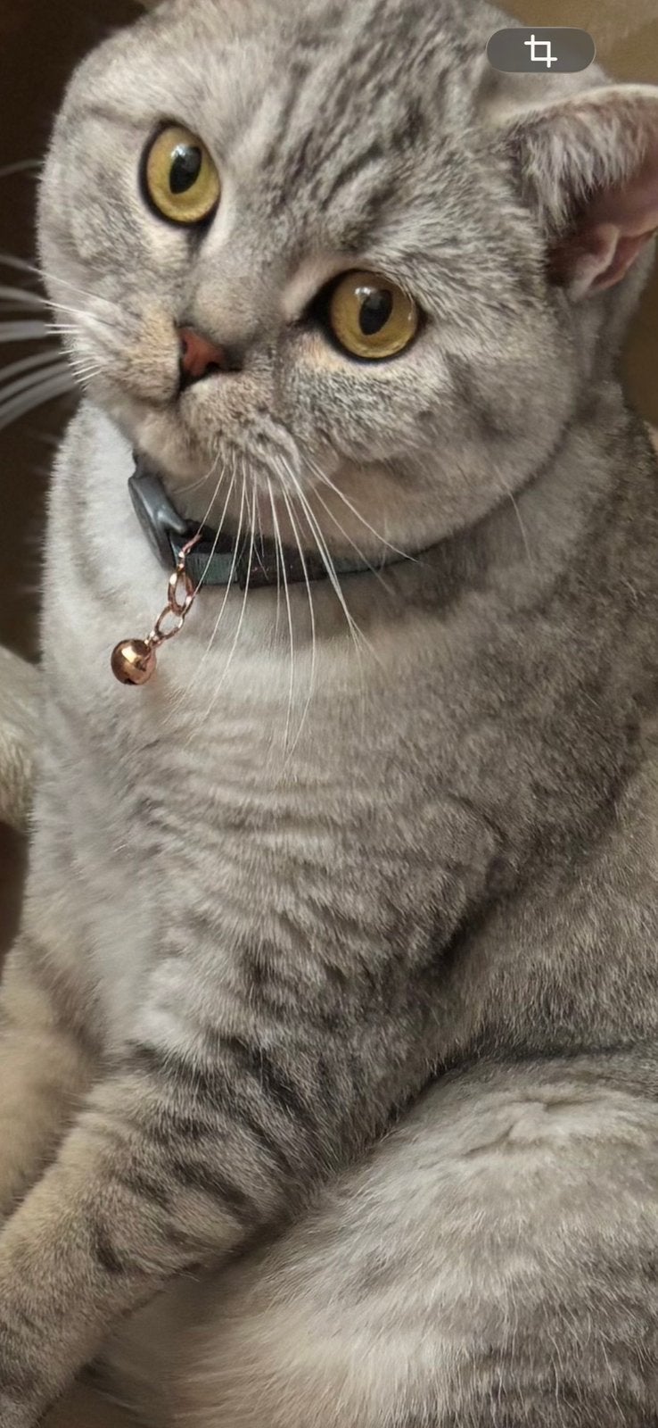 Britse grijze korthaar 2 jaar oud, Dieren en Toebehoren, Kater