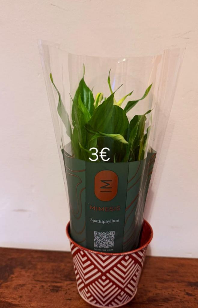 Planten, Ophalen