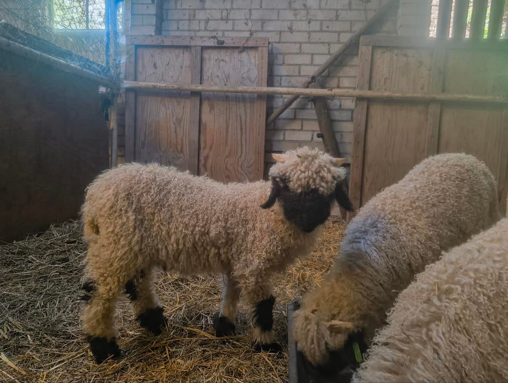 Wallissers schwarznase ramlammeren te koop, Dieren en Toebehoren, Schapen, Geiten en Varkens, Vrouwelijk, Schaap
