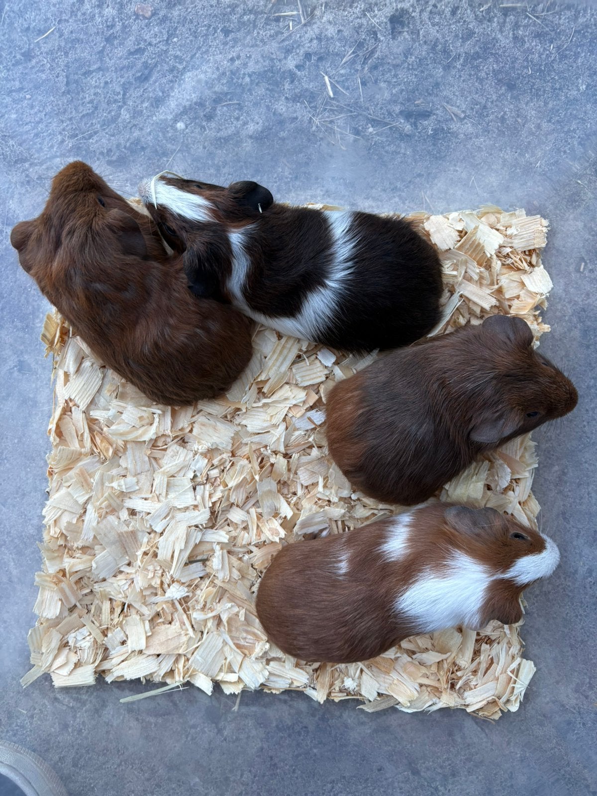 Cavias, Juni, Mannelijk, Cavia