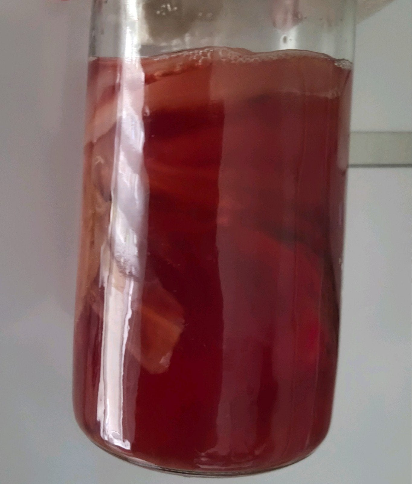 kombucha scoby, Ophalen of Verzenden