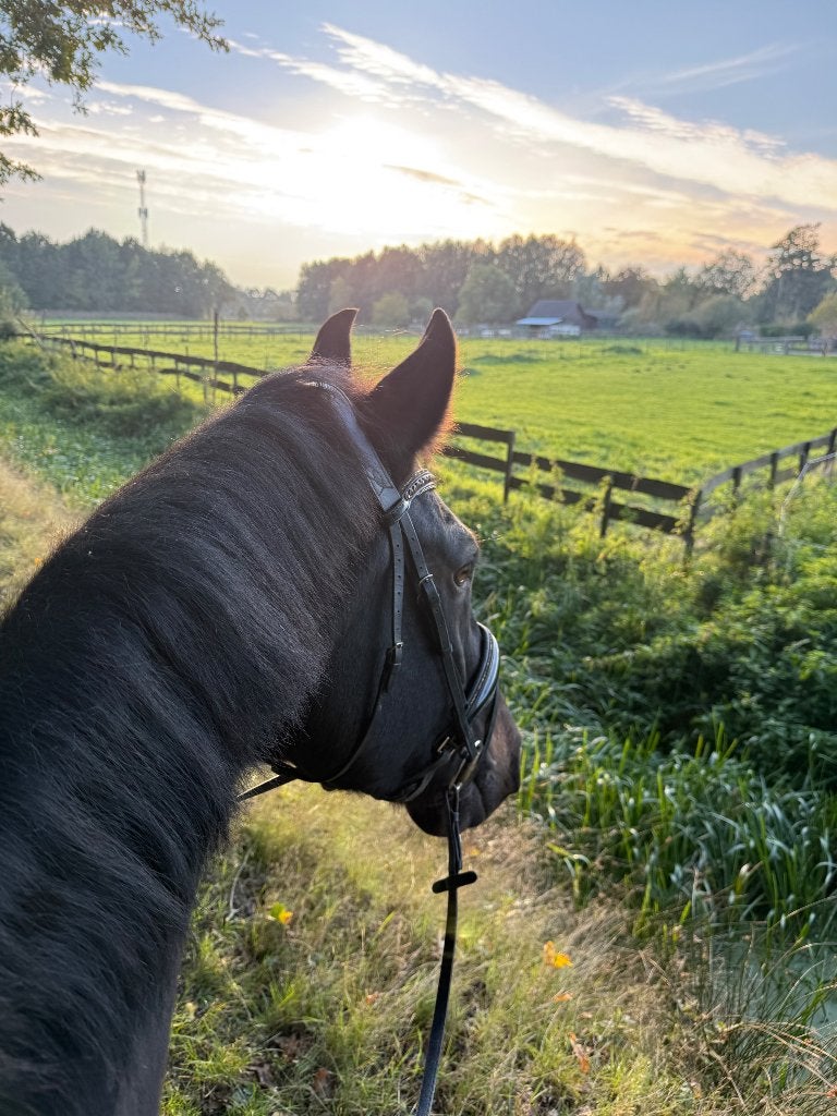 Bijrijder gezocht omgeving Blaricum, Dieren en Toebehoren, Ophalen of Verzenden