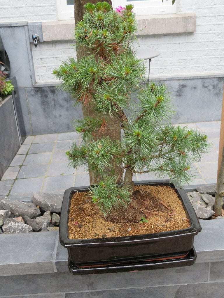 bonzai bonzai, Ophalen, Overige soorten, Struik, Minder dan 100 cm
