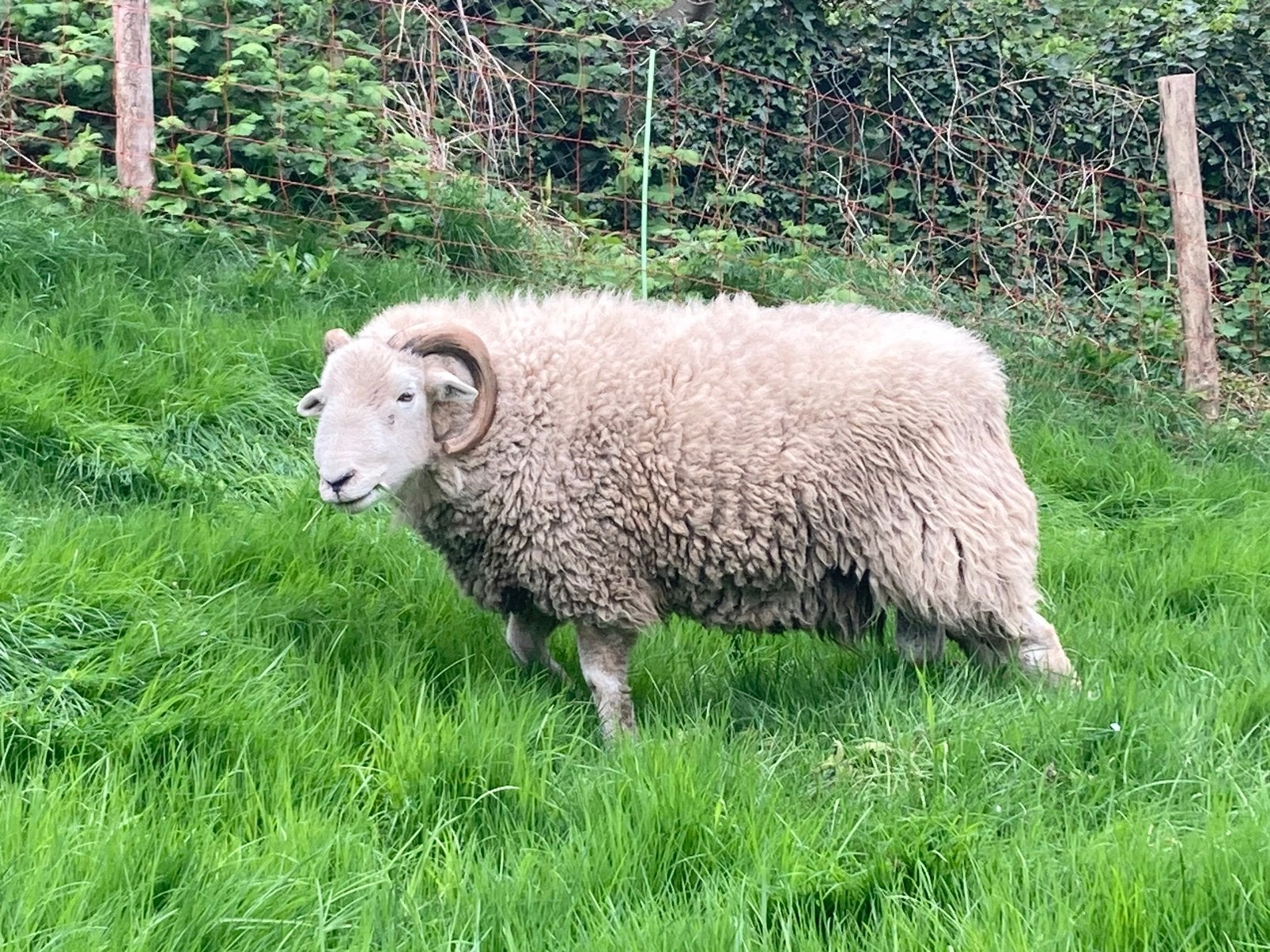 Herdwick dekram stamboek, zwoegervrij en arr-arr, Dieren en Toebehoren, Schapen, Geiten en Varkens, Schaap, Mannelijk