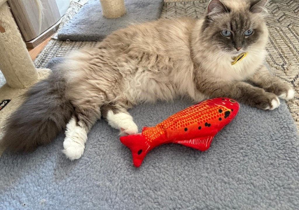 Lieve Siberische ️ ❤️ Neva Masquerade poes, Dieren en Toebehoren, Katten en Kittens | Raskatten | Langhaar, Poes, Met stamboom