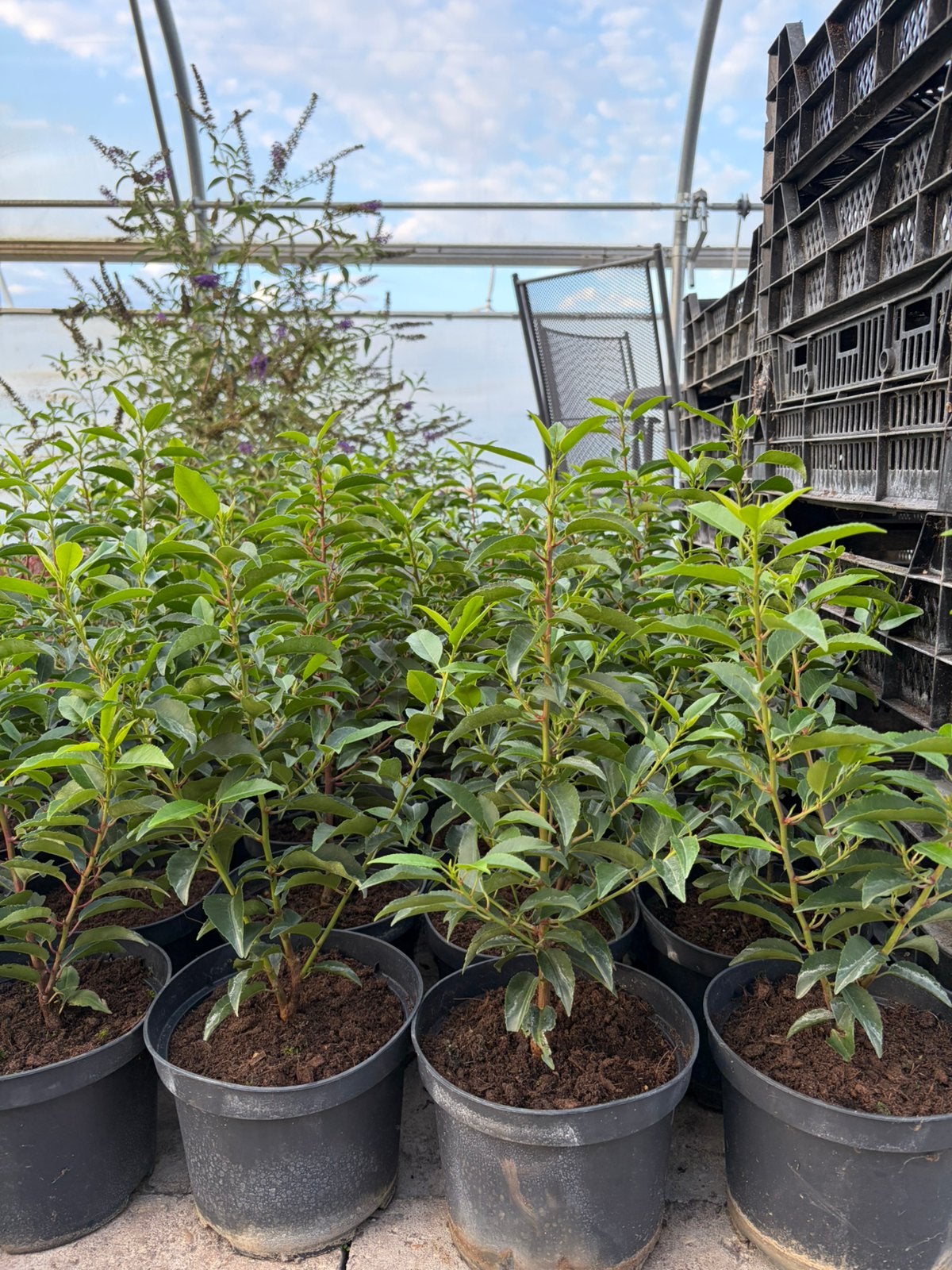 Portugese Laurier 30/40 cm / Groenblijvend / 3 Liter pot