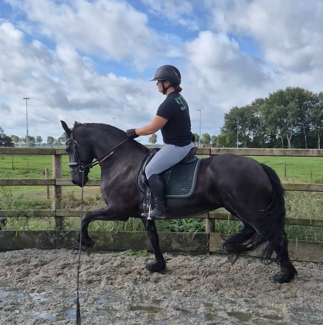 13 jarige Friese stermerrie, Merrie, Met stamboom, Onbeleerd, 11 jaar of ouder