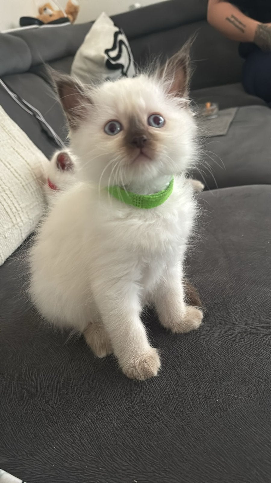 Ragdoll Kittens met stamboom 1 OVER (GROEN), Dieren en Toebehoren, Meerdere dieren