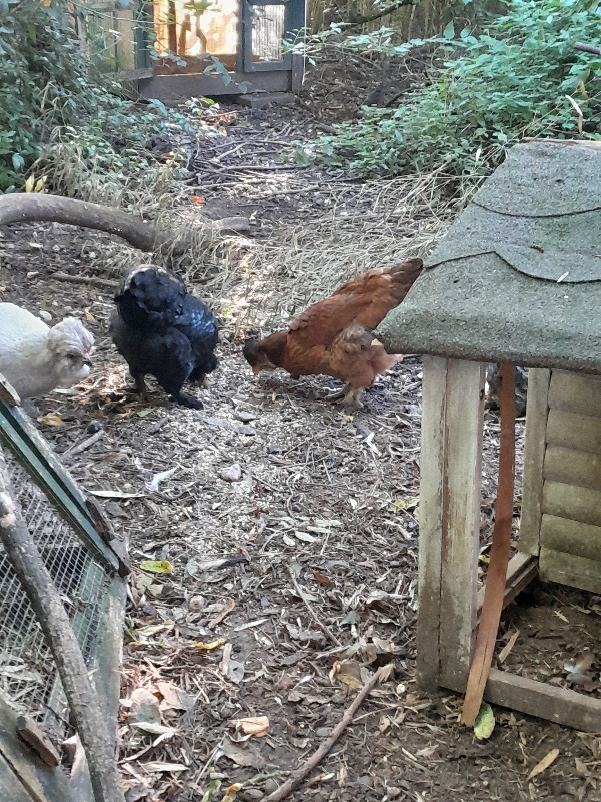 groenlegger kippen, Dieren en Toebehoren, Vrouwelijk, Kip