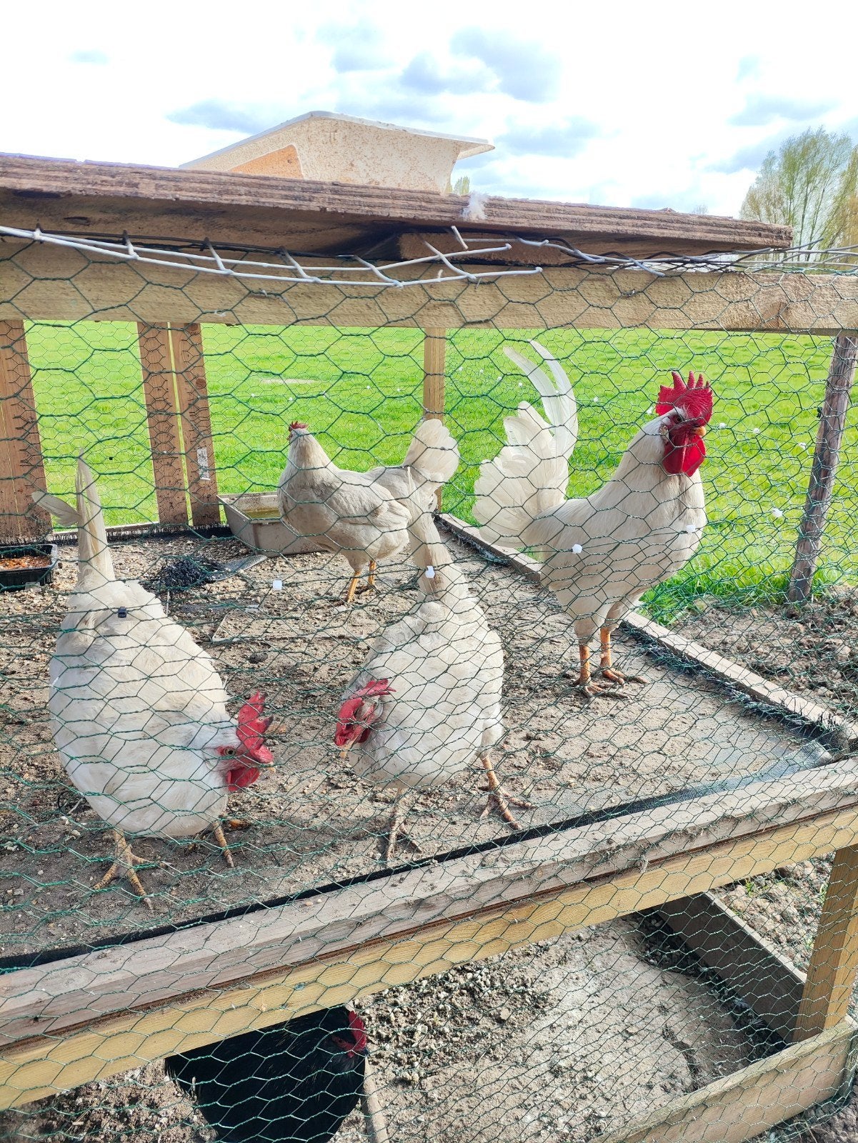 Leghorn, Dieren en Toebehoren, Pluimvee, Meerdere dieren, Kip