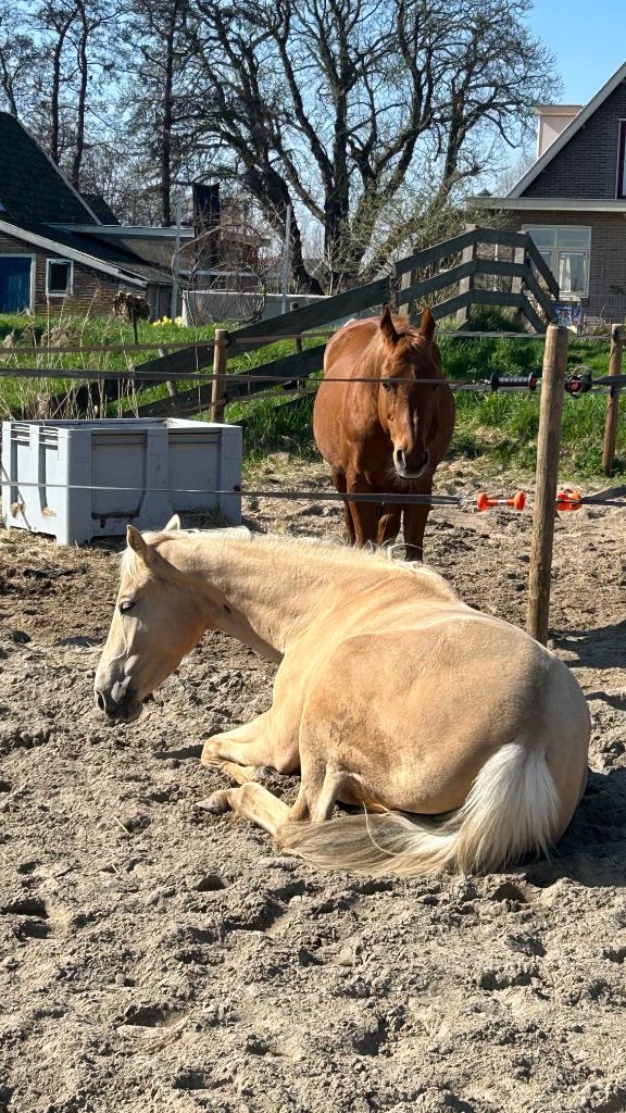 Pensioenstalling/recreatiestal, Weidegang, 1 paard of pony