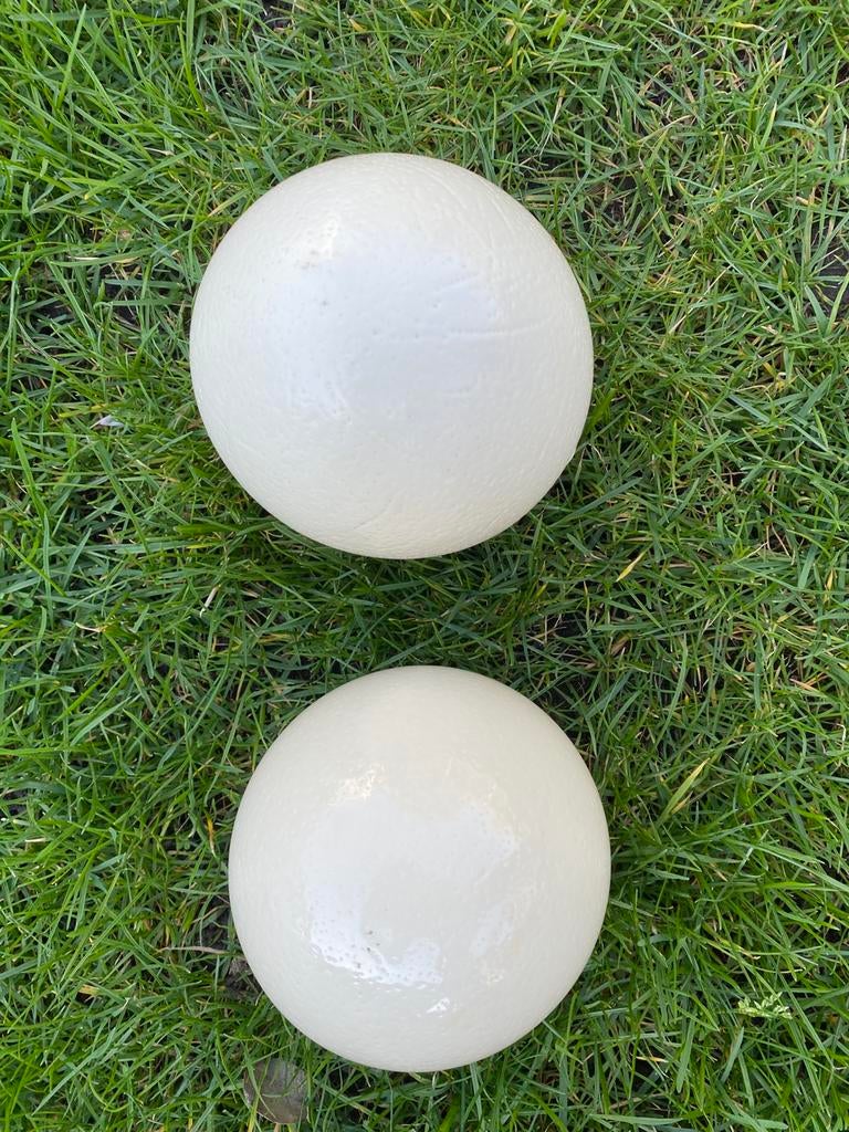 Struisvogel ei is uit geblazen 15 cm hoog zeer mooi, Verzamelen, Dierenverzamelingen, Ophalen of Verzenden, Zo goed als nieuw