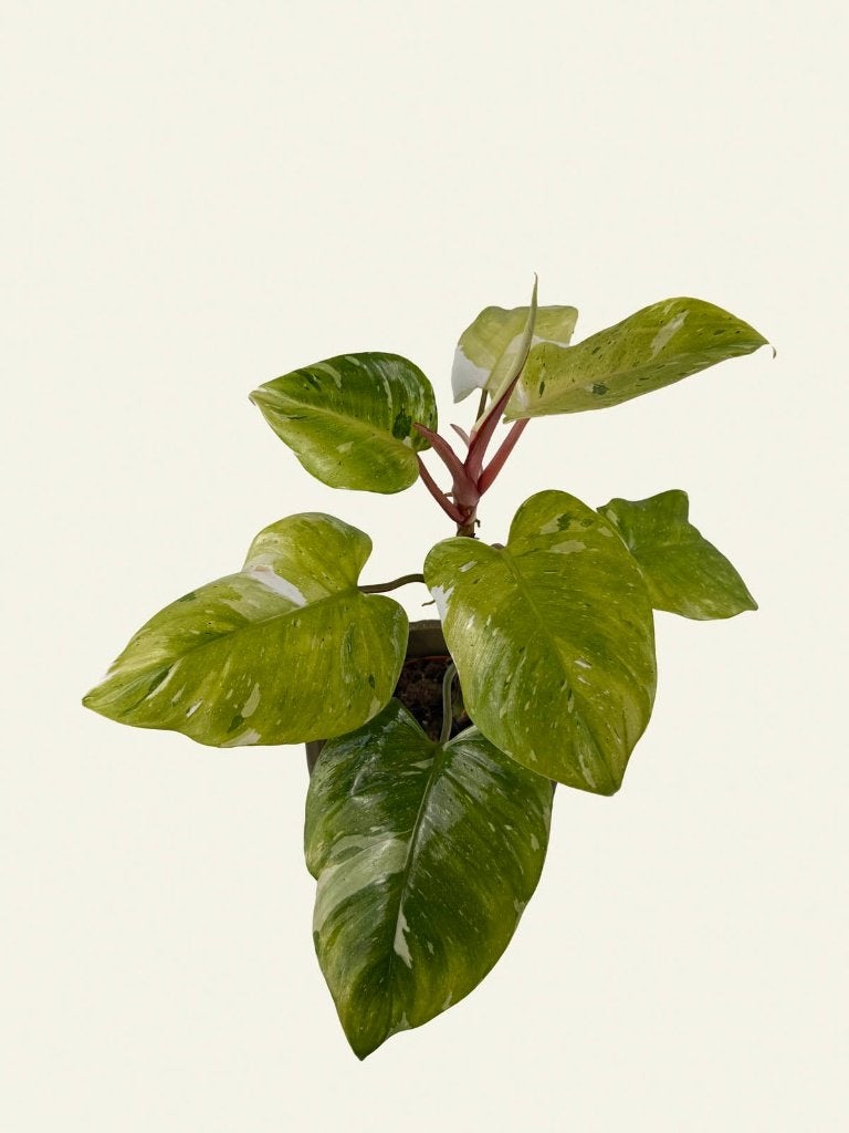 Philodendron Tricolor, Huis en Inrichting, Kamerplanten, Ophalen of Verzenden, Halfschaduw, Minder dan 100 cm