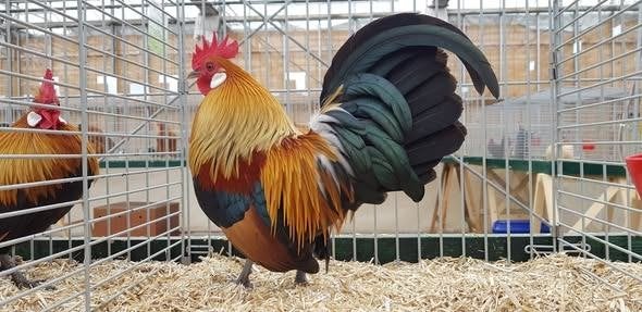 GEZOCHT : Hollandse kriel HAAN, Dieren en Toebehoren, Pluimvee, Mannelijk, Kip