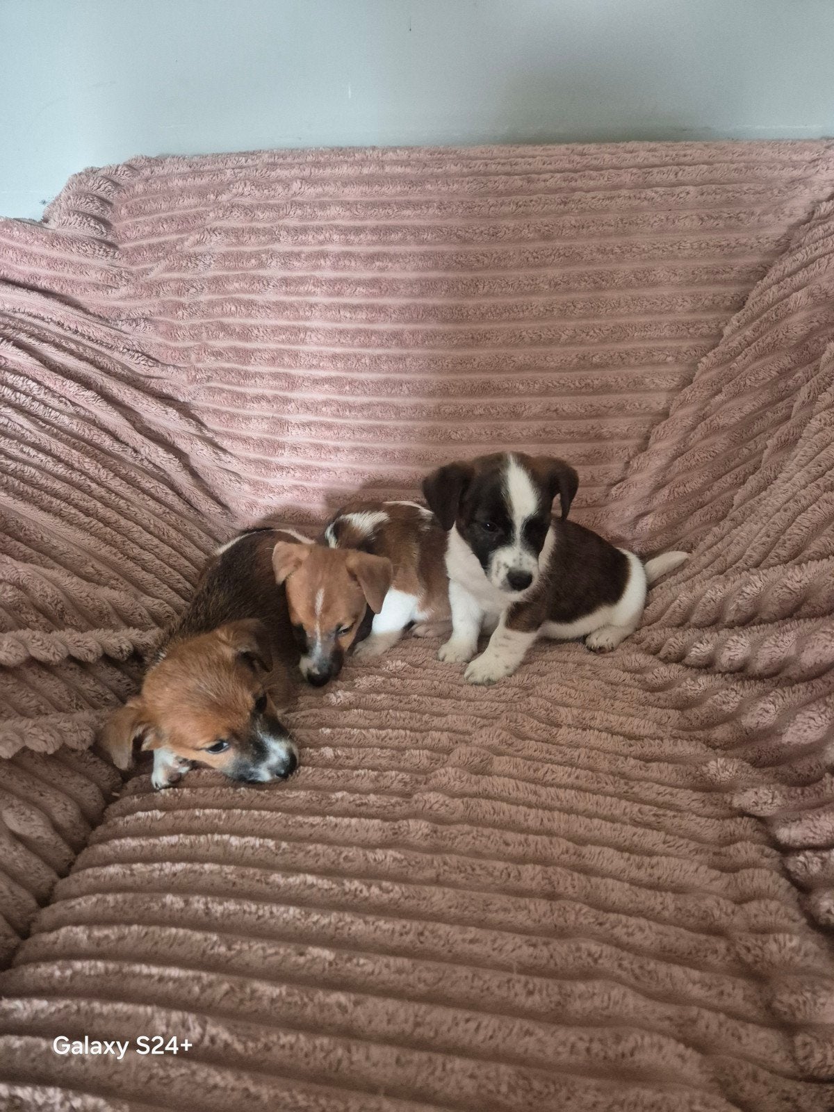 Mooie goede  Jackrussel pups., Parvo, Jack Russell Terriër, Reu, 8 tot 15 weken