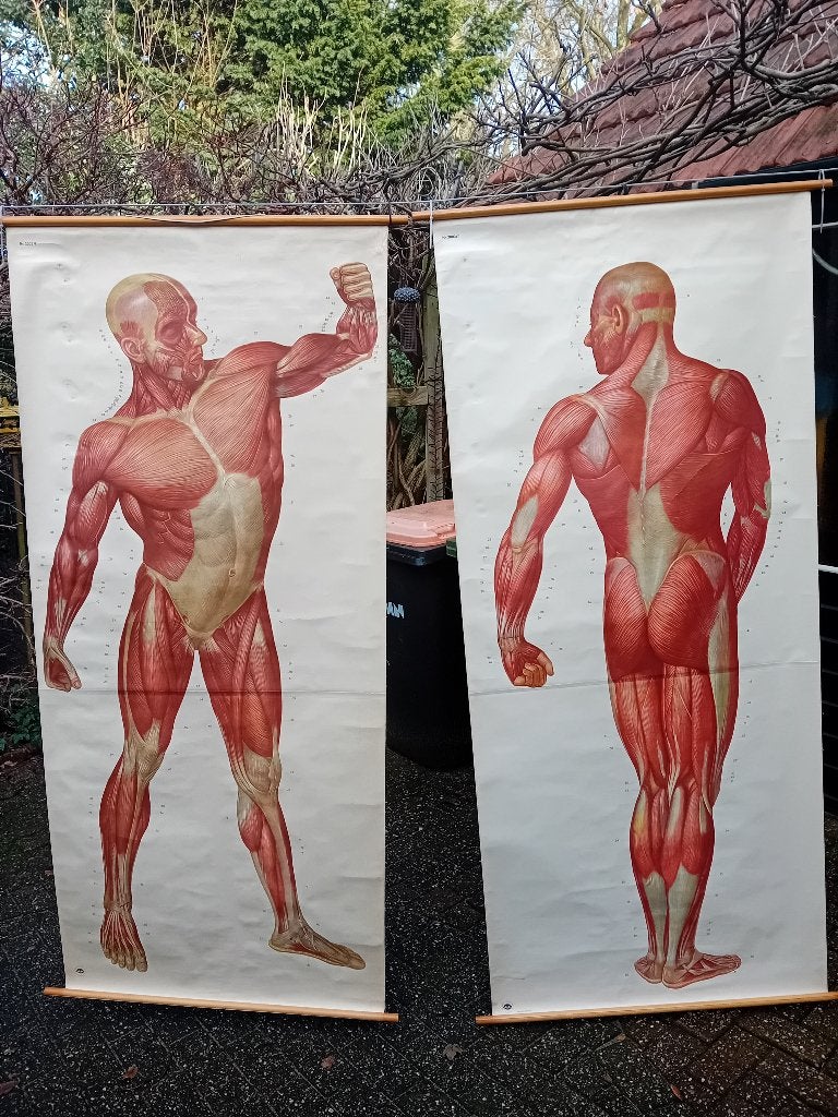 Medische schoolkaarten., Antiek en Kunst, Antiek | Schoolplaten, Ophalen of Verzenden, Natuur en Biologie