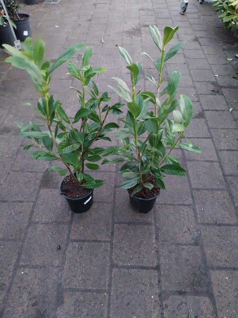 Prunus Laurocerasus Caucasica - Laurierkers, Vaste plant, Halfschaduw, Lente, Ophalen