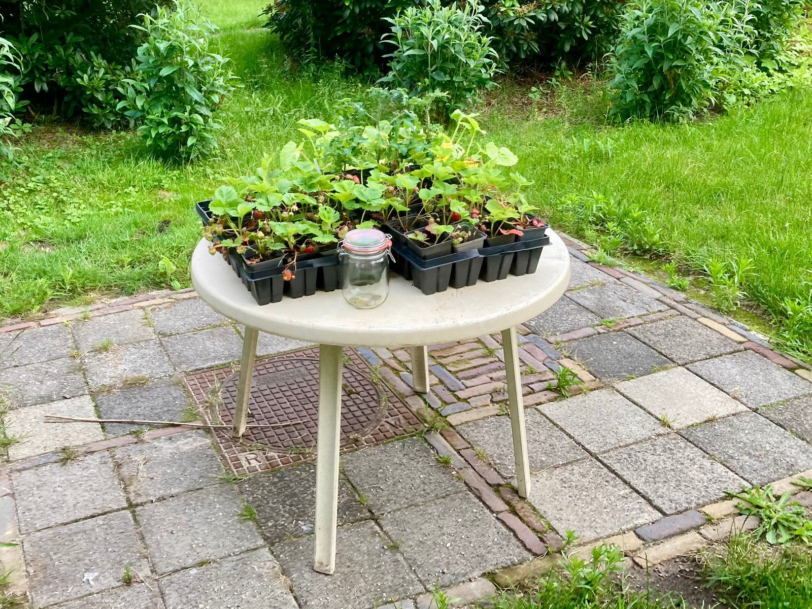 Biologische groenteplanten en aardbeienplanten, Tuin en Terras, Planten | Tuinplanten, Ophalen, Volle zon, Groenteplanten, Eenjarig