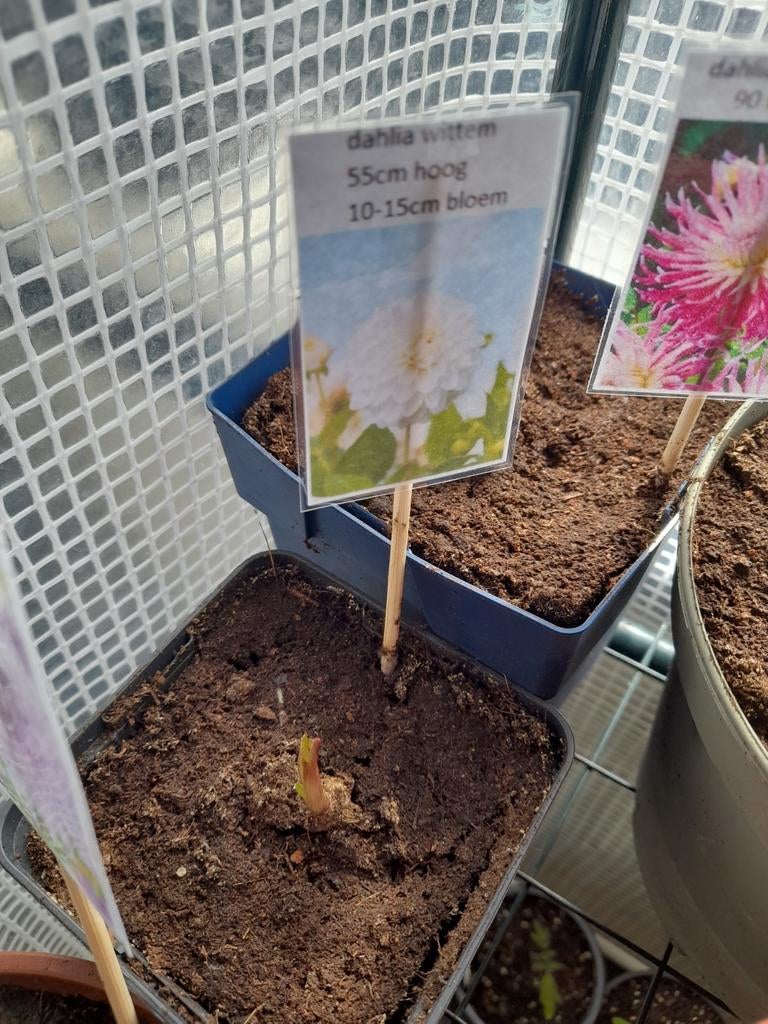 Dahlia knollen met uitlopers., Volle zon, Eenjarig, Zomer, Ophalen