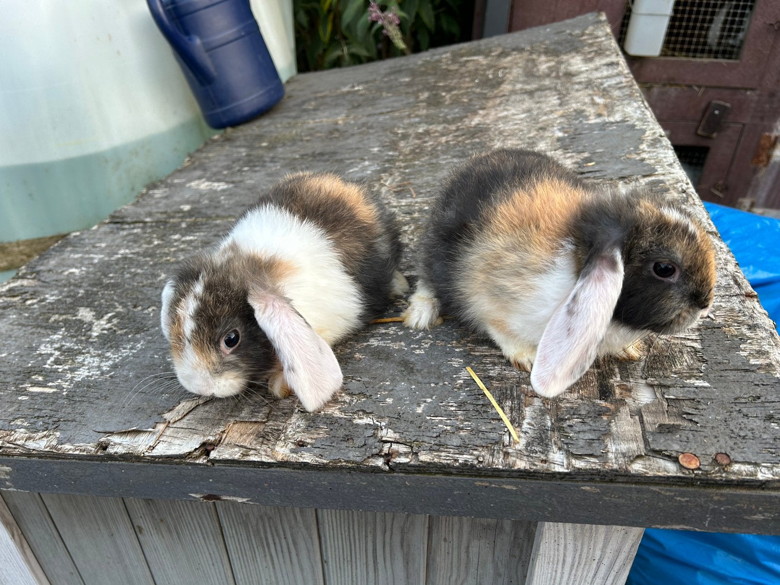 Jonge hangoortjes NHD, Dieren en Toebehoren, Konijnen, Meerdere dieren, Dwerg, Hangoor, 0 tot 2 jaar