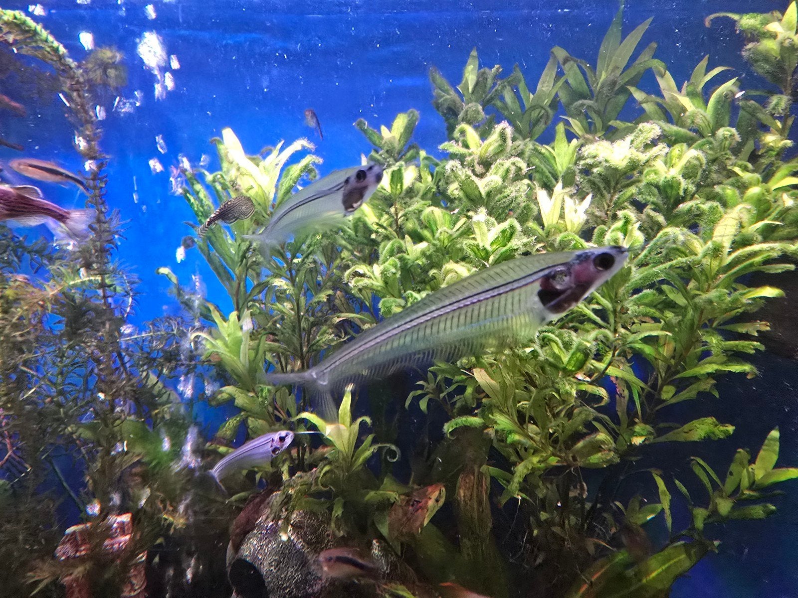 Groepje Indische Glasmeerval 5x, Dieren en Toebehoren, Vissen | Aquariumvissen, Vis