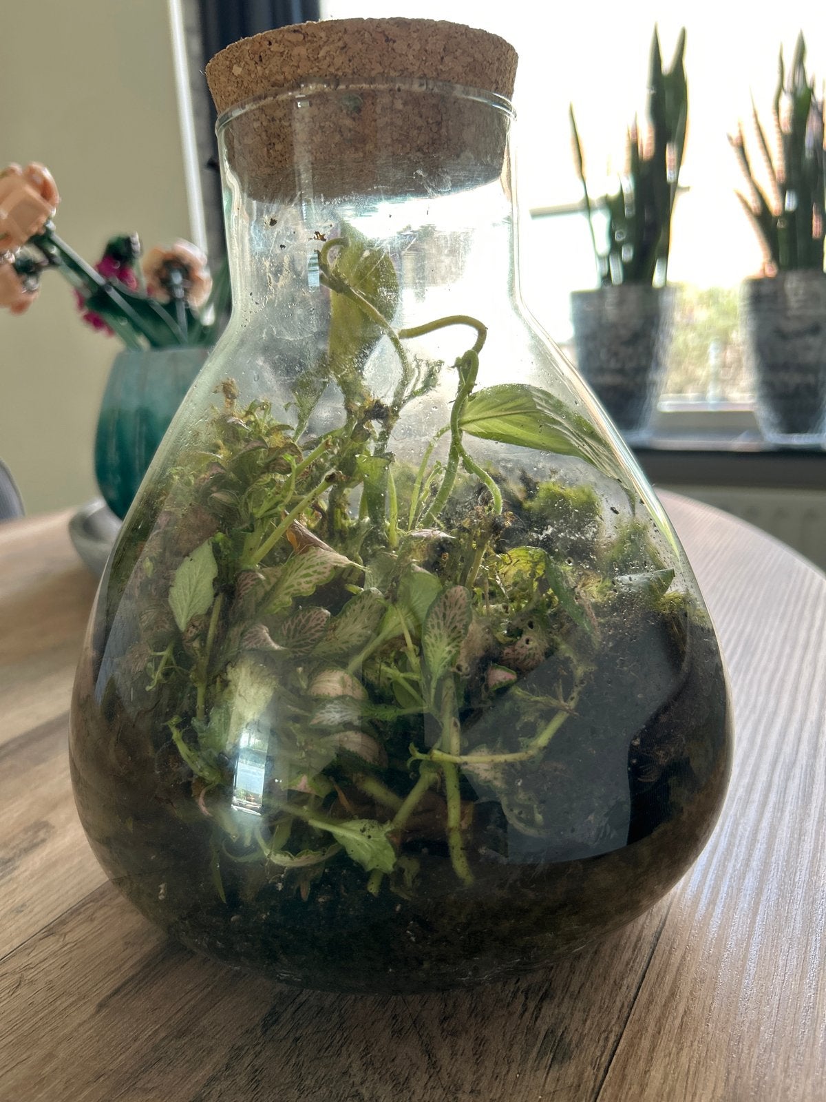 Glazen pot met planten - Terrarium, Ophalen, Groen, Gebruikt, Modern