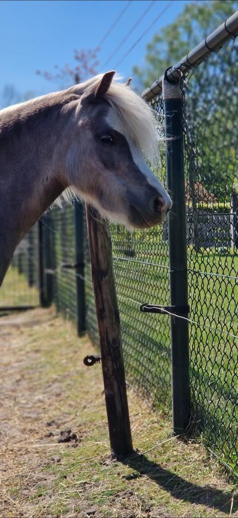 Prachtige 4 jarige silverdapple merrie, Dieren en Toebehoren, Pony's, Merrie, Met stamboom, A pony (tot 1.17m), 3 tot 6 jaar
