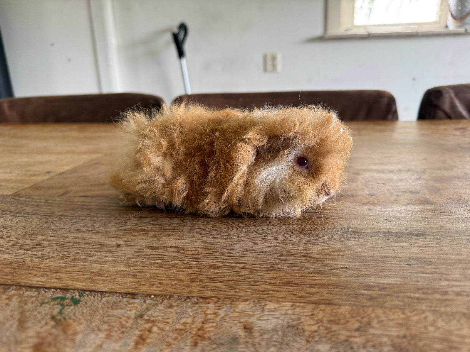 Langharig cavia beertje, Cavia, Mannelijk, Juli, Tam