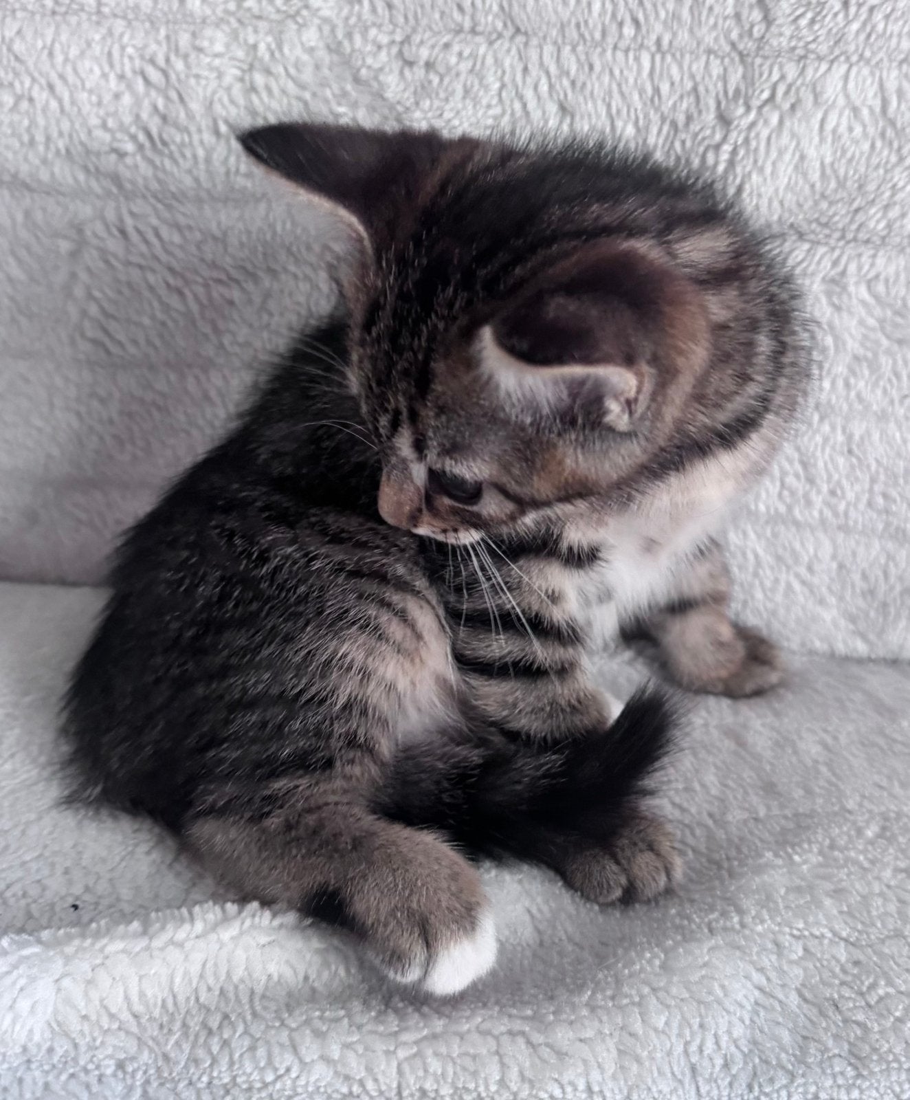 Kitten 2x 🐯 Babycat, Meerdere dieren, Ontwormd