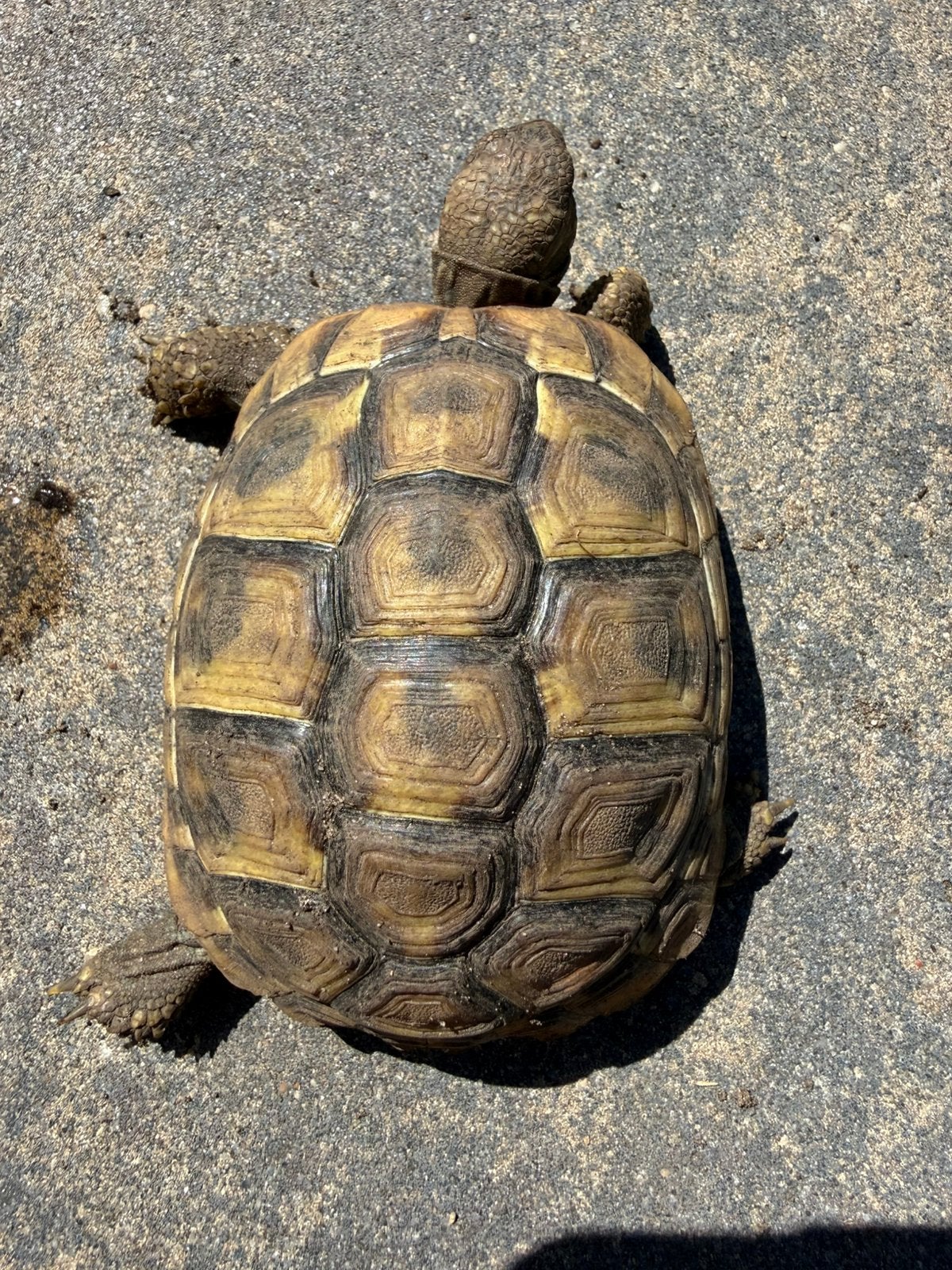Testudo hermanni boetgerie nakweek 2023 en 2025 Tortoise - female for sale from BLOSSOM