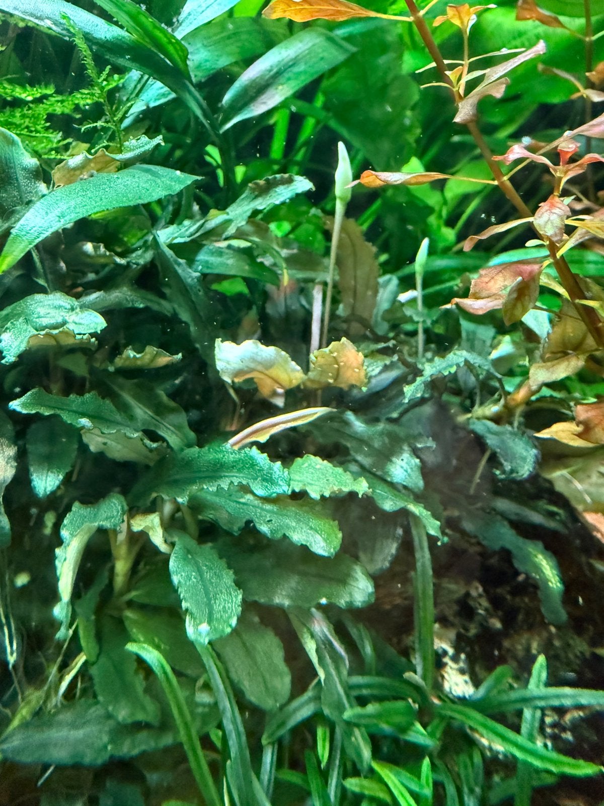 Bucephalandra sp. Red, Dieren en Toebehoren, Ophalen, Zo goed als nieuw, Plant(en), Steen of Hout