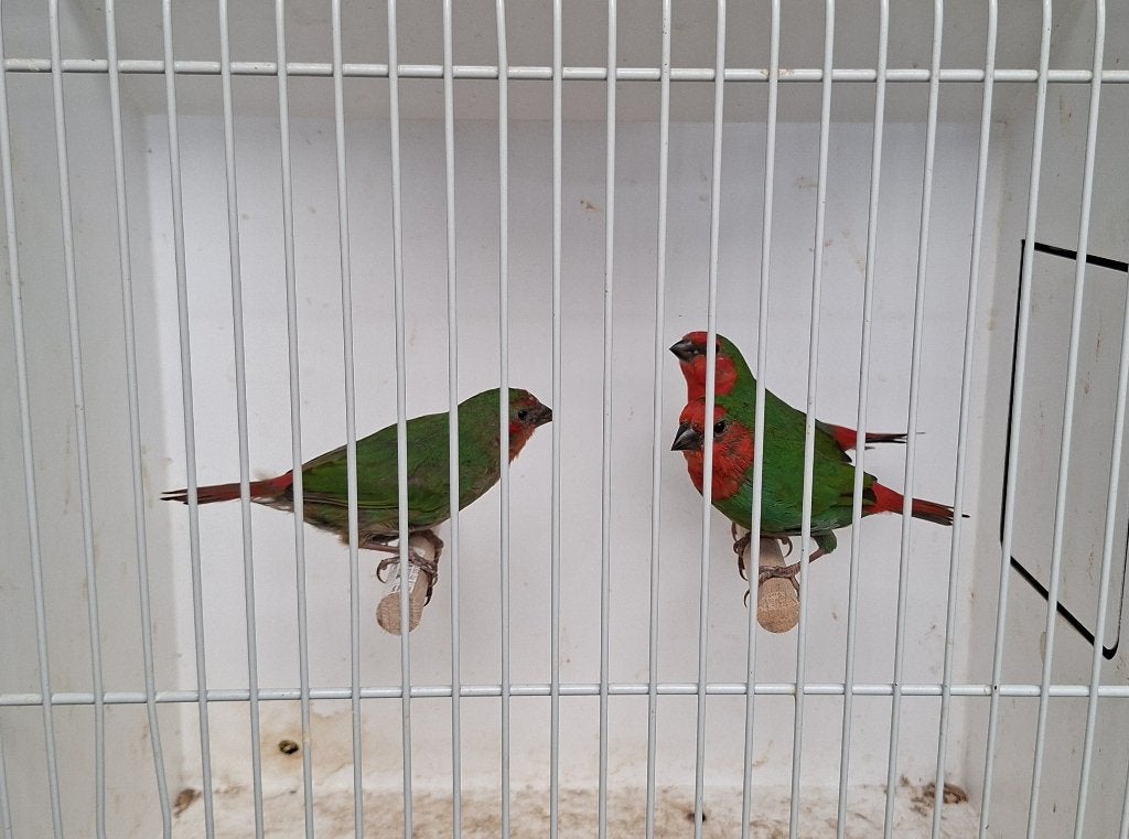 Jonge roodkop papegaai amadines, Dieren en Toebehoren, Vogels | Overige Vogels, Meerdere dieren, Tropenvogel