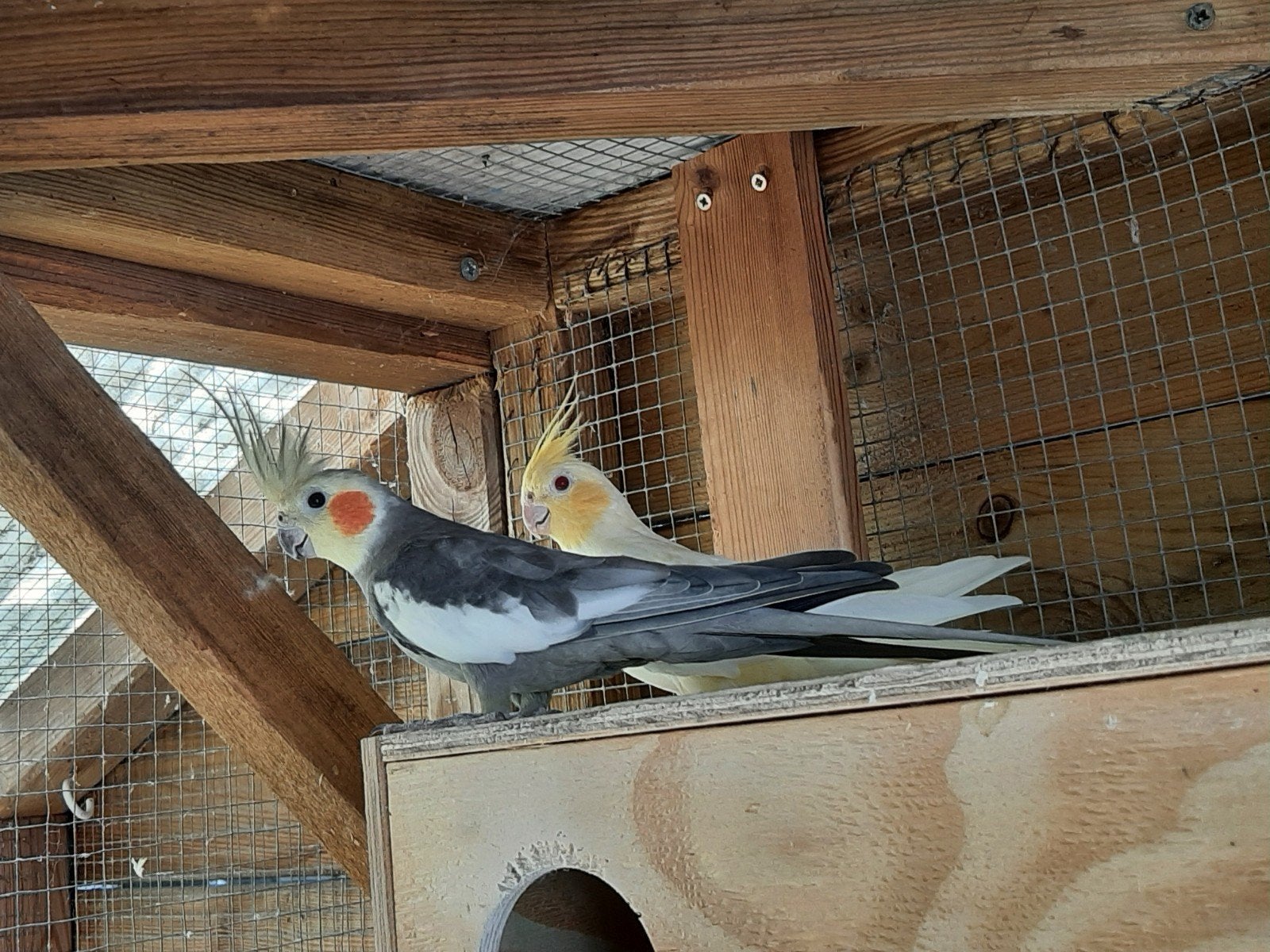 koppel valkparkieten met grote kooi/kamervoliere, Dieren en Toebehoren, Vogels | Parkieten en Papegaaien, Meerdere dieren, Parkiet