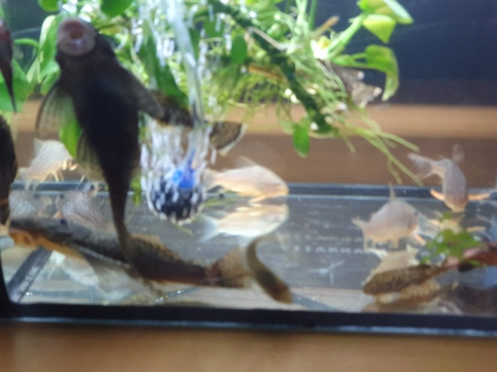 Ancistrussen / Borsteneuzen, Dieren en Toebehoren, Vissen | Aquariumvissen, Vis, Zoetwatervis