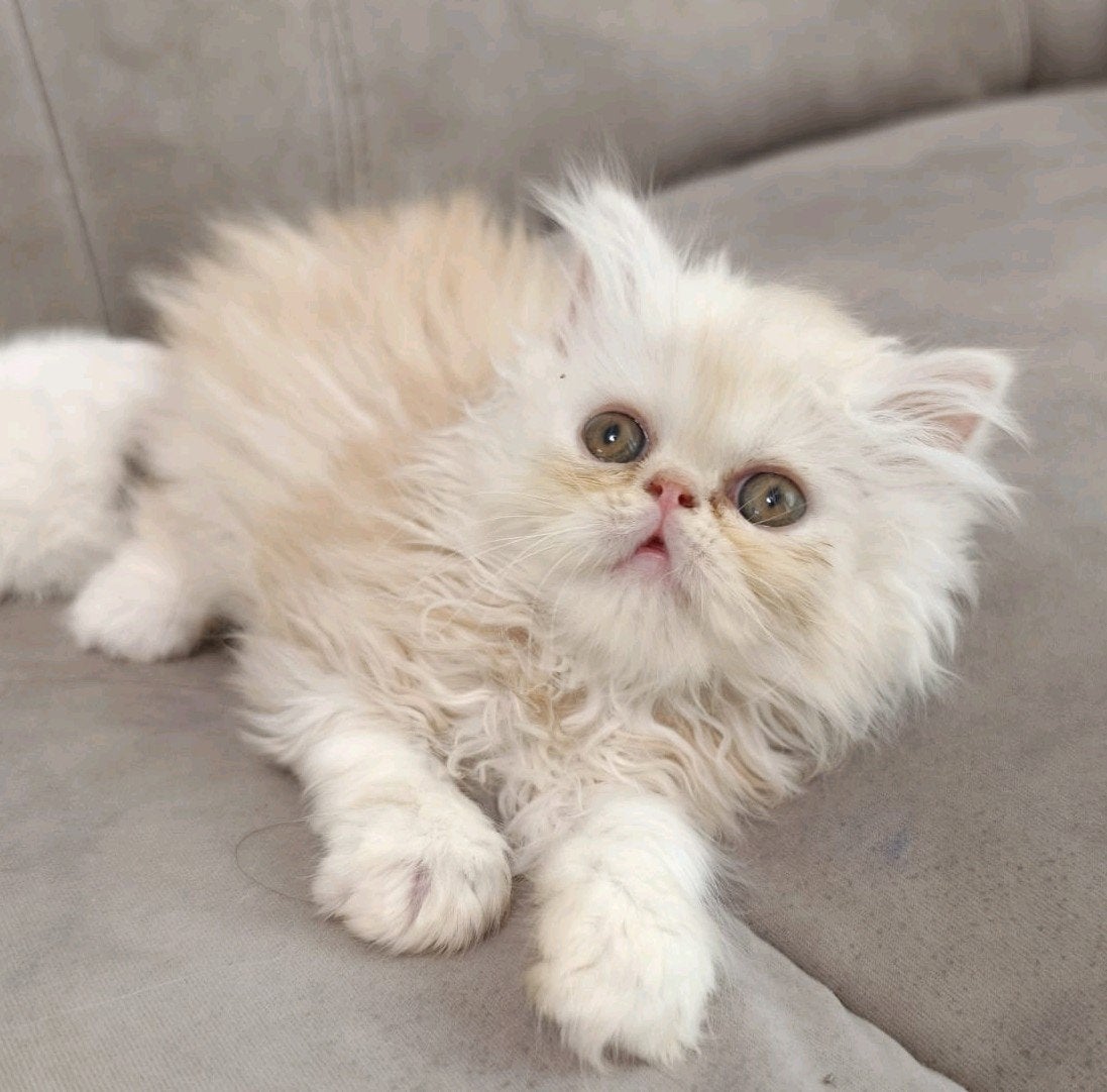 Perzische kitten, 0 tot 2 jaar