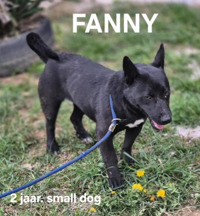 Fanny zoekt baasje, Particulier, Buitenland, Teef, Parvo